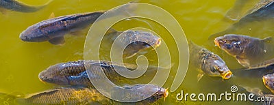 Closeup of common carps swimming in the water, hungry fishes coming with their mouths above the water, popular fish specie from Stock Photo