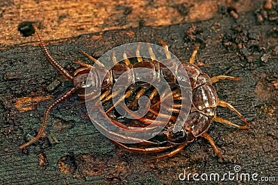 Closeup on the common European brown centipede, Lithobius forficatus Stock Photo