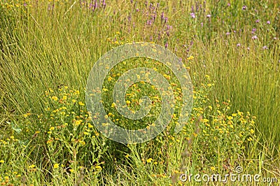 Closeup of common fleabane flowerbed with selective focus on foreground Stock Photo