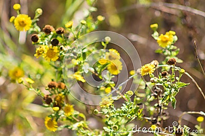 Closeup of common fleabane yellow flowers and brown seeds Stock Photo