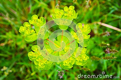 Closeup of common green plant, acrid spurge Stock Photo