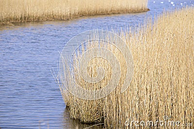 Closeup common reeds Stock Photo