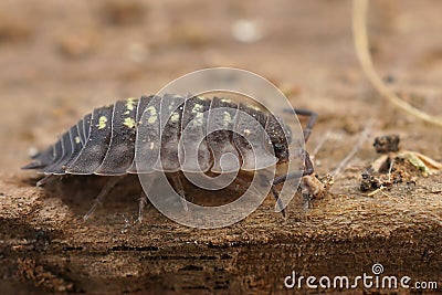 Closeup on the common shiny woodlouse, Oniscus asellus on a piece of wood Stock Photo