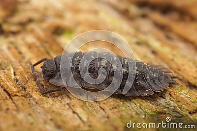 Closeup on the Common shiny woodlouse, Oniscus asellus Stock Photo