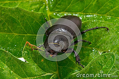 Closeup of common stag beetle female Stock Photo