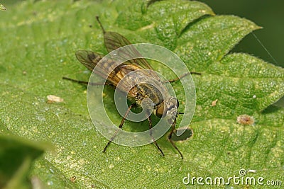 Closeup of the common stiletto fly, Thereva nobilitata on a green leaf Stock Photo