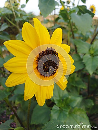 Closeup Common sunflower with leaves in the background Stock Photo