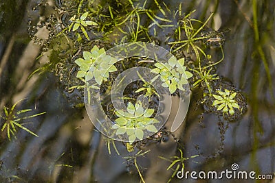 Closeup of Common Water Starwort Stock Photo