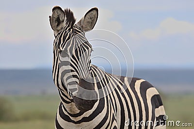 closeup of common zebra looking alert in the wild savannah of the masai mara, kenya, with sky in background Stock Photo