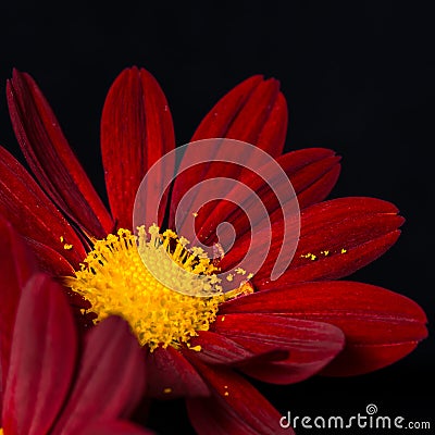 Closeup composition of red velvet chrysanthemum flowers on black Stock Photo