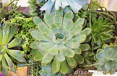 Closeup composition of a variety of succulents, the idea of decorating Stock Photo