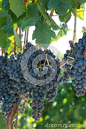 Closeup concord grapes on the vine shallow DOF Stock Photo