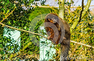 Closeup of a coppery titi sitting on branch, Exotic monkey from amazon forest of brazil Stock Photo