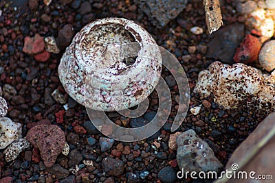 Closeup of coral fossil on stony beach Stock Photo