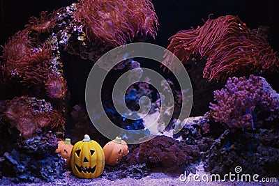 Closeup of corals and Halloween pumpkins in an aquarium in Omaha Nebraska Stock Photo