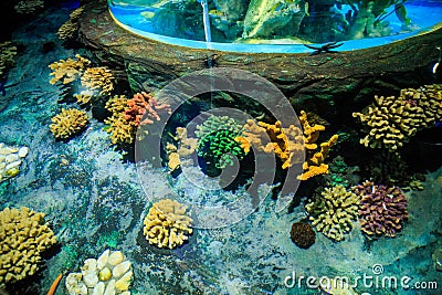 Closeup Corals on Tank Bottom in Oceanarium from Tube Stock Photo