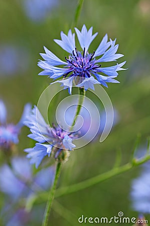 Closeup of cornflower Stock Photo