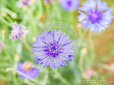 Closeup Cornflower blue Stock Photo