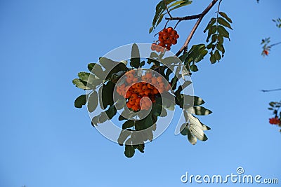 Closeup of corymb of orange berries of European rowan against blue sky in July Stock Photo