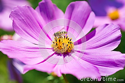 Closeup Cosmos Flower with bees in the garden Stock Photo