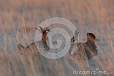 Closeup of a couple of lesser prairie chickens, Tympanuchus pallidicinctus. Stock Photo