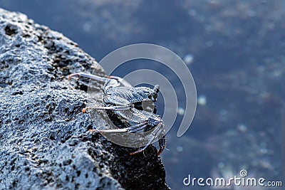 Closeup of crab on rock, eyes extended. Tidal pool with anemone in background. Kona, Hawaii. Stock Photo