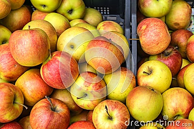 Closeup of crates of juicy, fresh, ecologically produced apples, Fuji, without nitrates. Captured in the market for fruits and Stock Photo