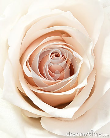 Closeup cream rosebud with lots of petals Stock Photo