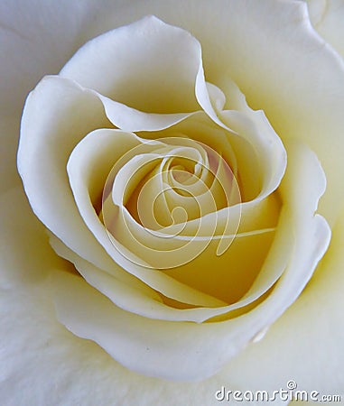 Closeup of a cream white rose Stock Photo