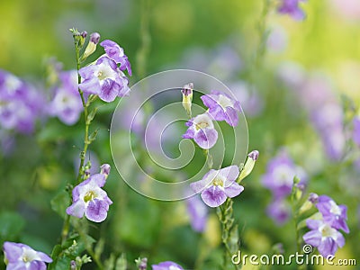 Creeping foxglove, Acanthaceae, creeping foxglove name purple flower spreading, herbaceous groundcover young plants in tropical Stock Photo