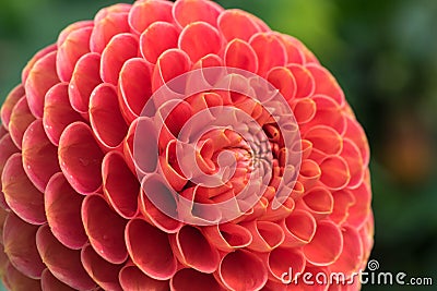 Closeup of crimson dahlia bloom. Stock Photo