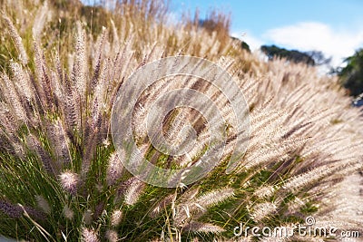 Closeup of crimson fountain grass in a field on a sunny morning. Lush green buffelgrass and flora growing in harmony on Stock Photo