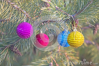 Closeup Cristmass toys on a pine tree branch Stock Photo