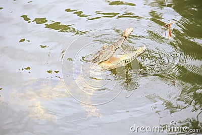 Closeup Crocodile Jaws above Water Try Catch Food Stock Photo