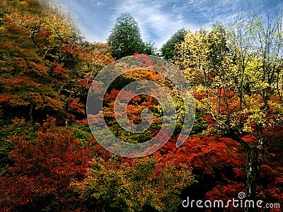Closeup and crop Colorful maple leaves in the Japan`s spring Stock Photo