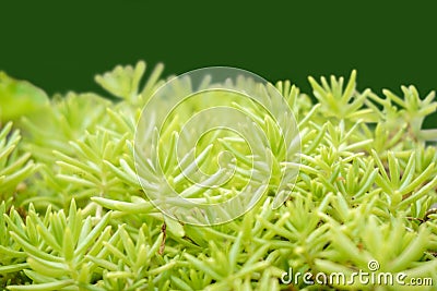 Closeup and crop green plants `Succulents` background and wallpaper. Stock Photo