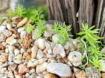 Closeup and crop Little Rock and small Succulents plant Stock Photo