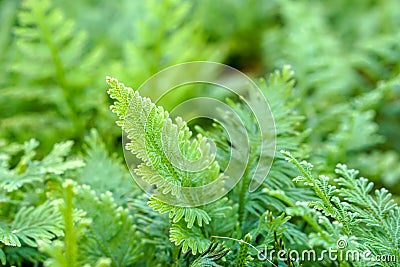 Closeup spike moss background and wallpaper Stock Photo