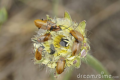 Closeup on a crowded aggregation of brown leafbeetles, Exosoma lusitanicum on Smooth Golden Fleece flower Stock Photo