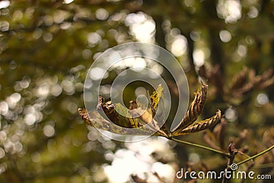 Closeup of crunchy green leaves on a tree branch in autumn Stock Photo