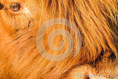 Closeup of a crying highland cattle cow Stock Photo