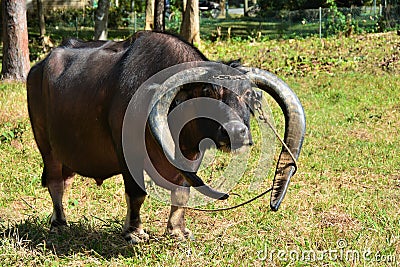 Closeup of a cuban ox with huge hornes on a green field Stock Photo