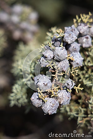 Closeup of cupressus Tree With Purple To Lilac Mature Cones Stock Photo