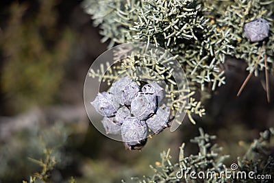 Closeup of cupressus Tree With Purple To Lilac Mature Cones Stock Photo