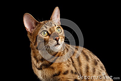 Closeup Curious Face Bengal Cat Looking up, Isolated Black Background Stock Photo