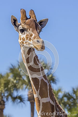 Curious Giraffe Closeup Stock Photo