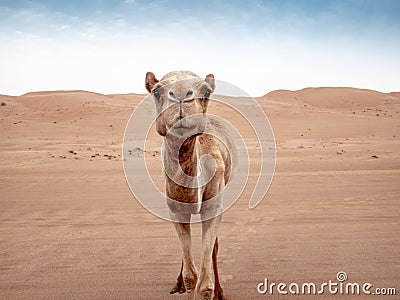 Closeup of a curious wild camels in the Wahiba Sands desert in O Stock Photo