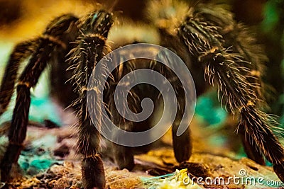 Closeup of a curlyhair tarantula (Tliltocatl albopilosus) legs Stock Photo