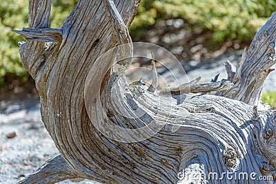 Closeup of the curved crooked distorted old tree in a national park, USA Stock Photo