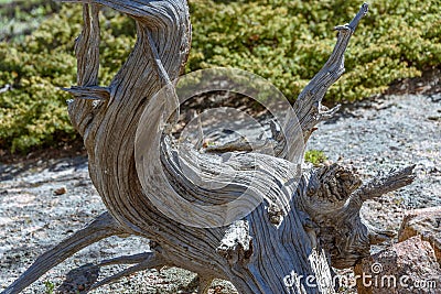 Closeup of the curved crooked distorted old tree in a national park, USA. Bare naked roots Stock Photo